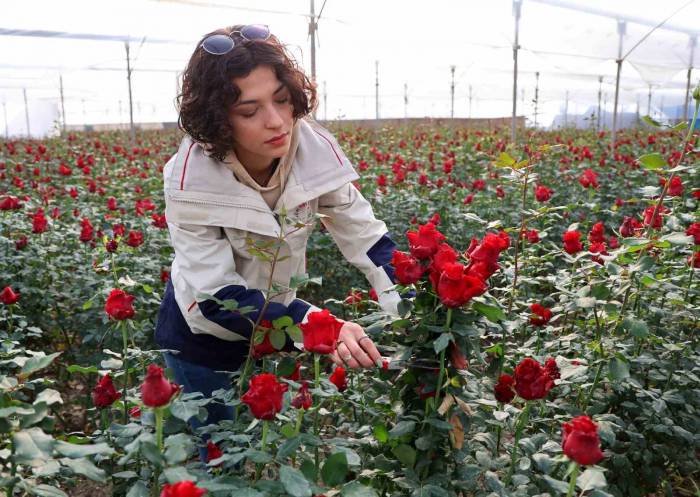 Gül, Rekolte Ve Fiyatıyla Üreticileri Memnun Ediyor