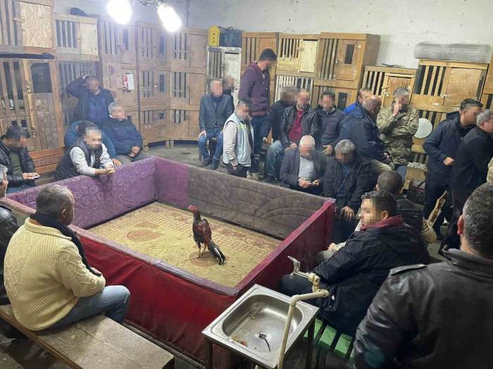 Horoz Dövüşüne Polis Baskını