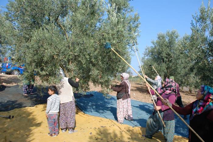 Mudanya’dan Bu Yıl 4 Bin 500 Ton Zeytin Çıktı