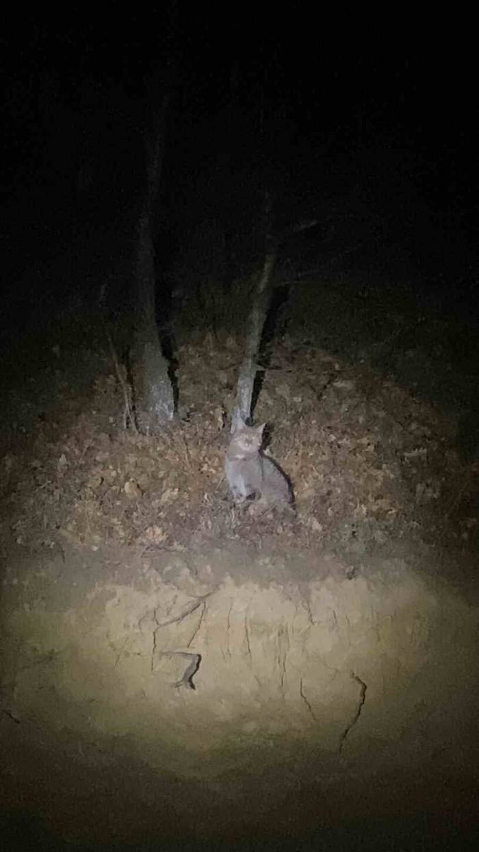 Tokat’ta Nesli Tükenme Tehlikesi Altında Olan Yaban Kedisi Görüntülendi