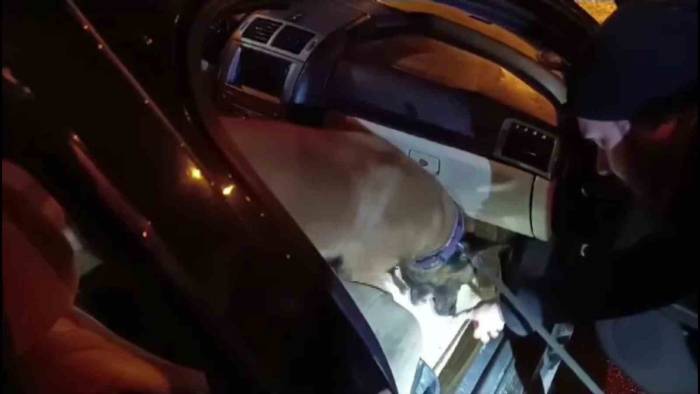 Baklava Kutusuna Gizlenen Uyuşturucu Hapları “Hulk” Buldu