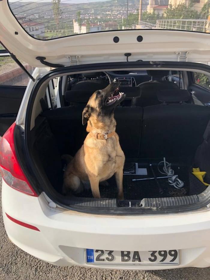 Kaybolan Köpeğini Bulana 10 Bin Lira Ödül Verecek