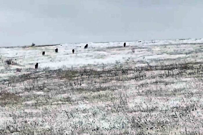 Köye İnen Kurt Sürüsü Korku Ve Paniğe Neden Oldu