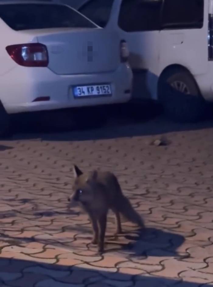 Şehir Merkezinde Karşılaştığı Tilkiyi Islık Çalarak Yanına Çağırdı