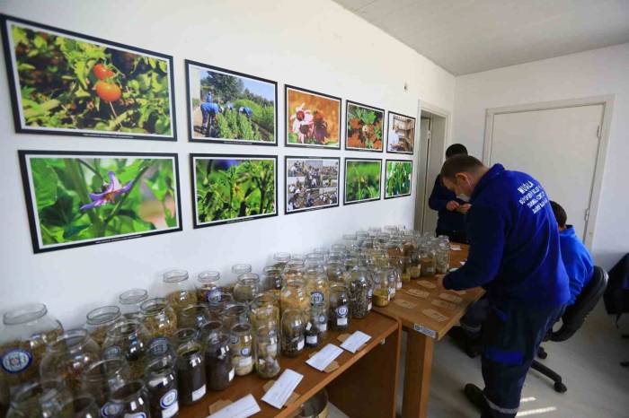 1 Milyon Yerel Tohumun Dağıtımına Başlıyor