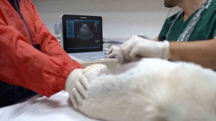 Bandırma Belediyesi Patili Dostların Yanında