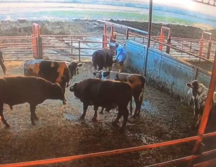 Boğanın Besiciye Saldırdığı Anlar Kamerada