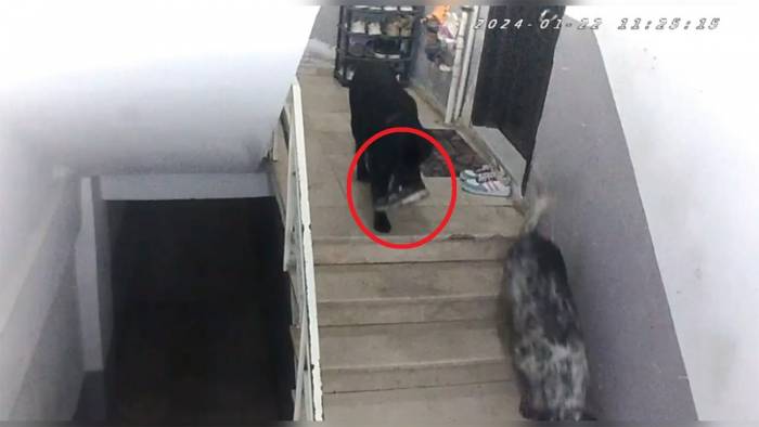 Sinop’ta Gülümseten Olay: Apartmana Giren Köpekler Misafirin Ayakkabısını Çaldı