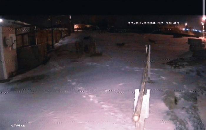 Şehre İnen Aç Kurtlar Köpeğe Saldırdı