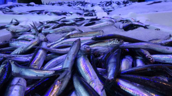 2 Günlük Av Yasağı Hamsiye Yaradı, İrileşen Hamsi Tezgâhlarda Tekrar Yerini Aldı