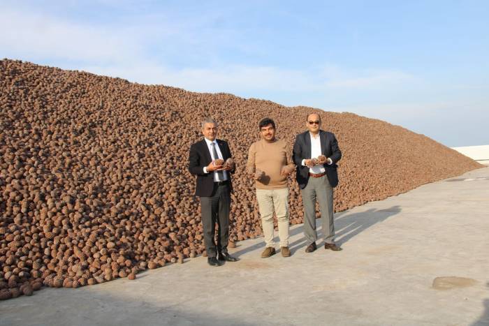 Koçarlı Türkiye’nin Künar Deposu Haline Geldi