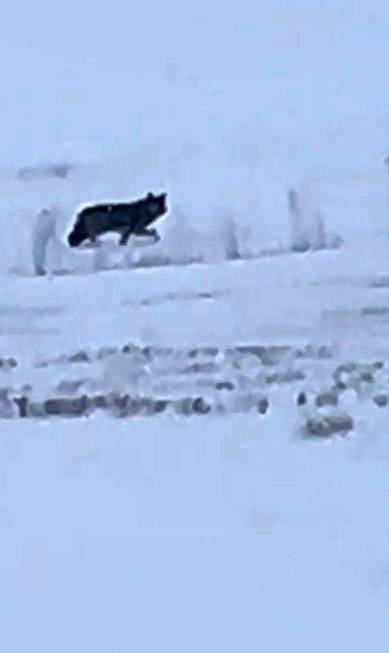 Kars’ta Aç Kalan Kurt Yerleşim Yerine İndi