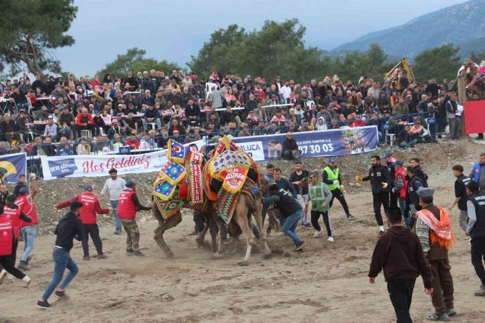 Antalya’da Develer Kıyasıya Güreşti