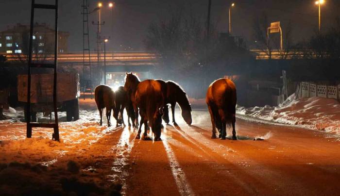 Bolu’da Aç Kalan Yılkı Atları Şehir Merkezine İndi