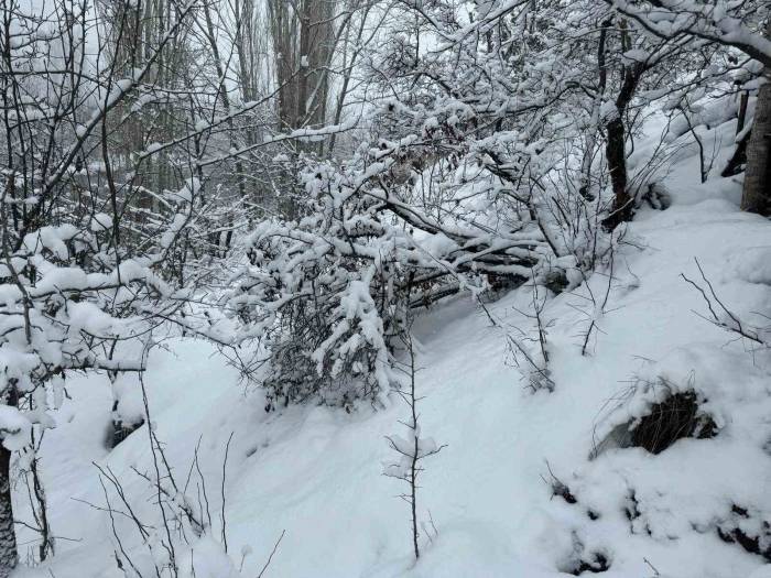 Beytüşşebap’ta Ağaç Dalları Kar Ağırlığına Dayanamadı