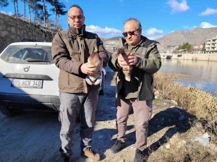 Amasya’da Evinde 9 Yaban Hayvanı Bulunan Şahsa 55 Bin Tl Ceza