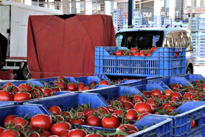Antalya’da Ocak’ta Domates Miktarı Geçen Aya Göre Yüzde 8,9 Arttı