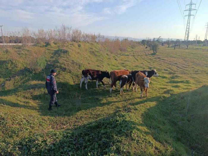 Otlarken Kaybolan 6 Büyükbaş Hayvanı, Jandarma Buldu