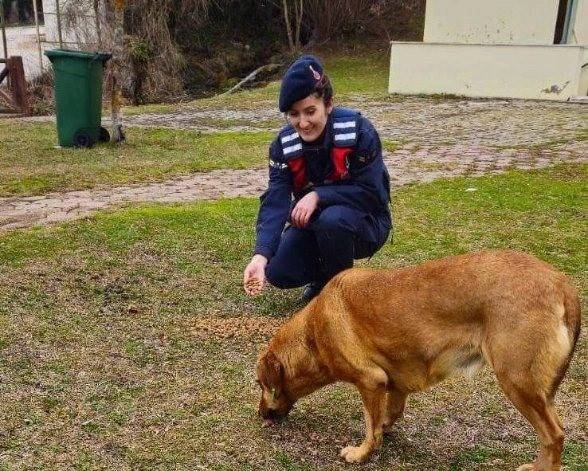 Jandarma Ekipleri Sokak Hayvanlarına Sahip Çıktı