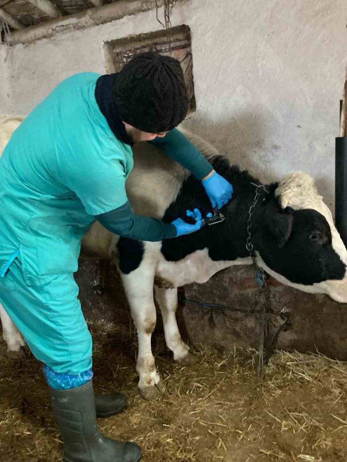 Beyşehir’de Hayvan Hastalıklarıyla Mücadele Çalışmaları Sürüyor