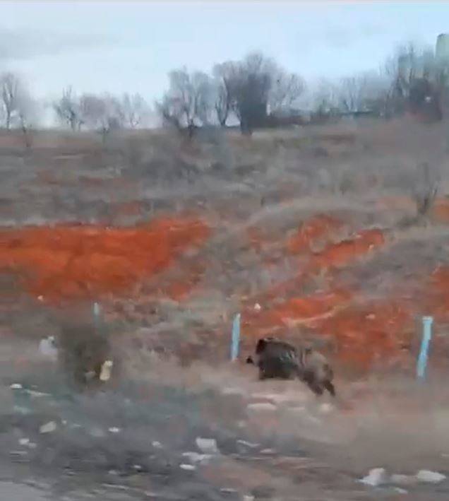 Tokatta Aç Kalan Domuz Kent Merkezine İndi