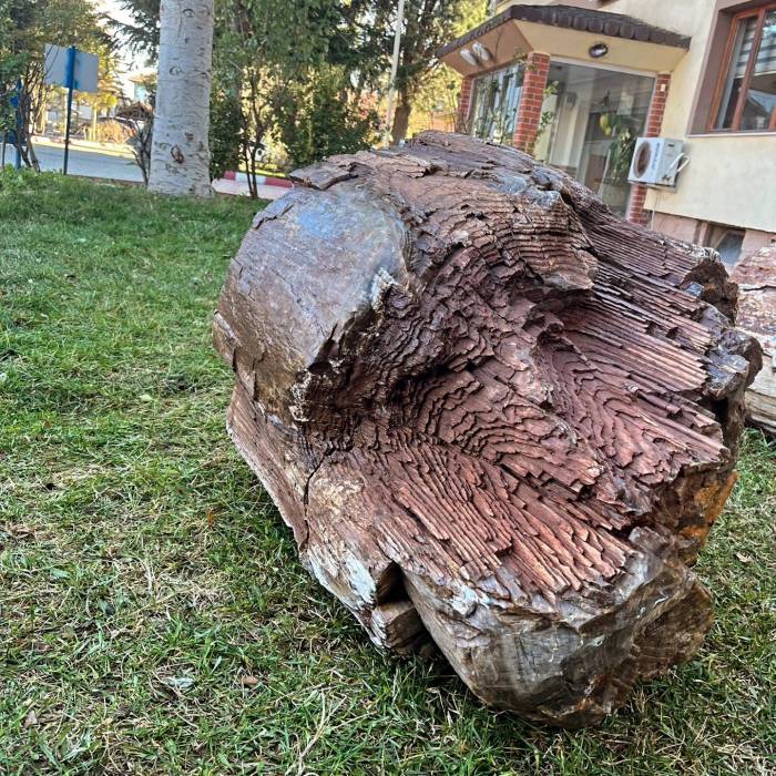 10-16 Milyon Yaşında Ağaç Fosili Bulundu