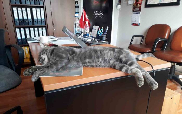 Hayvan Sevgisini Çocuklara Aşılıyorlar