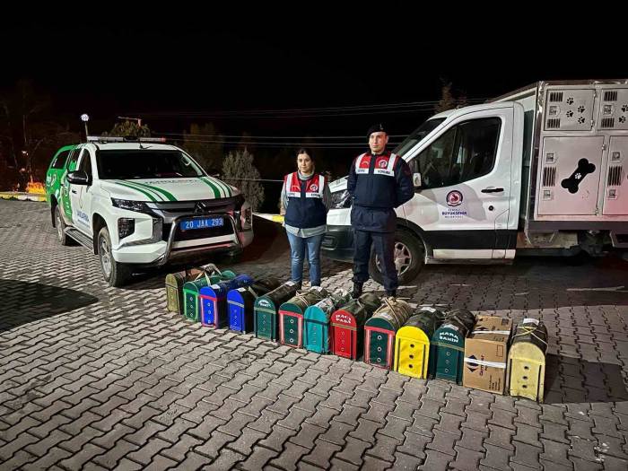 Jasat’tan Komando Destekli Horoz Dövüşü Operasyonu