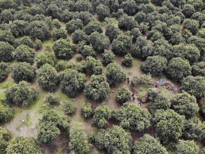 46 Şehirden Gelen 200 Gönüllü Enkaz Kentte Narenciye Hasadında