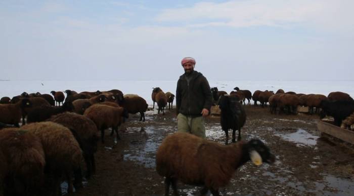 Acıkan Kurt Şehir Merkezine İnerek Bir Köpeği Parçaladı