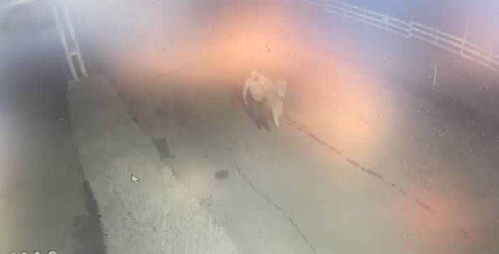 At Hırsızı Yakalandı