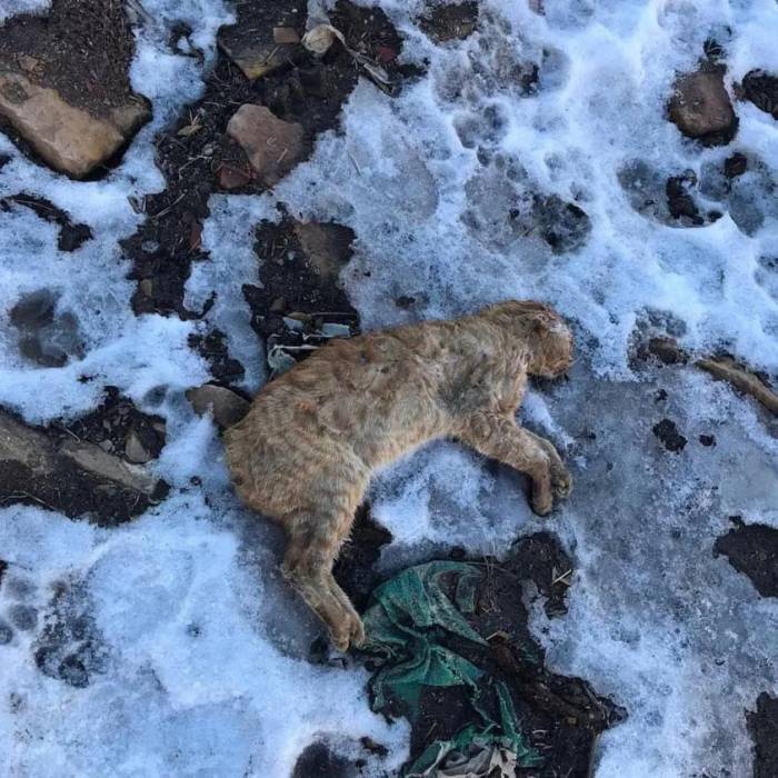 Gümüşhane’de Kuyruğu Ve Kulakları Kesilerek Boş Araziye Atılan Kedi Tepkilere Neden Oldu