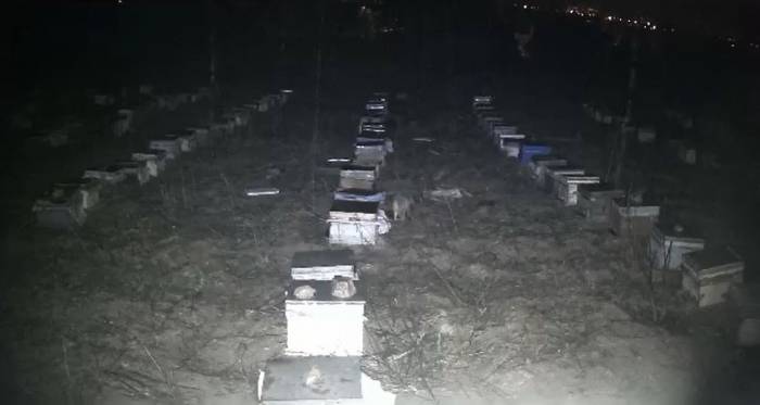 Tokat’ta Çakallar Bal Peteklerine Dadandı