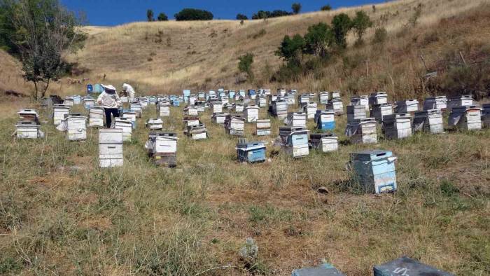 Nakliye Giderleri Gezgin Arıcıları Olumsuz Etkiledi