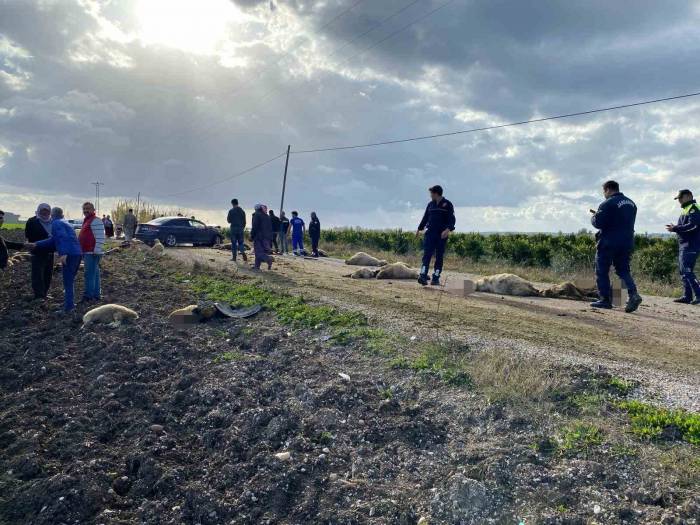 Otomobil Koyun Sürüsüne Daldı 50 Hayvan Telef Oldu