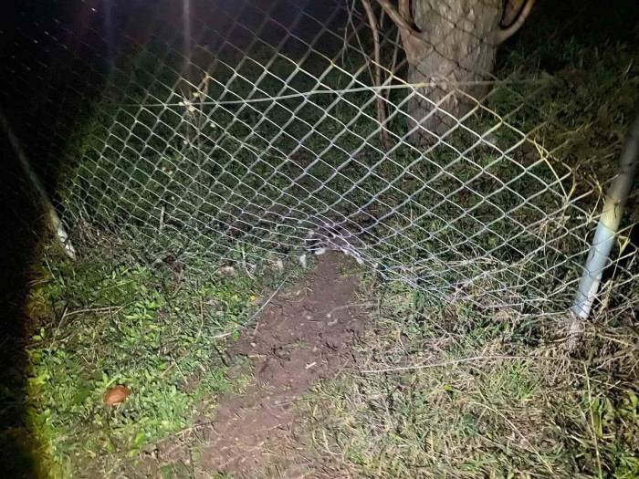 Kaybolan 10 Küçükbaş Hayvanı Jandarma Buldu