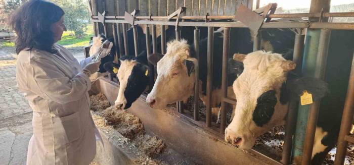 Çanakkale’de 205 Bin Büyükbaş Hayvan Şap Hastalığına Karşı Aşılanacak