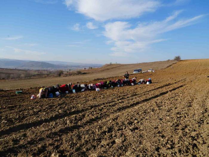 ’beyaz Altın’ Taşköprü Sarımsağı Toprakla Buluşuyor