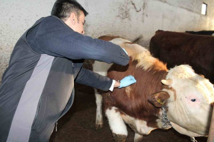 Şap Aşılama Kampanyası Başladı