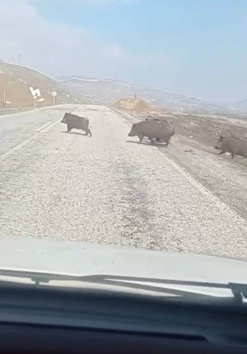 Varto Yakınlarında Ortaya Çıkan Domuz Sürüsü Paniğe Sebep Oldu
