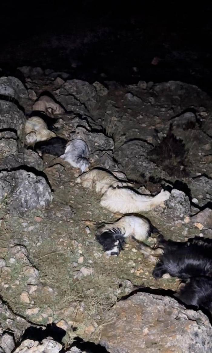 Düşen Yıldırım 25 Küçükbaş Hayvanı Telef Etti