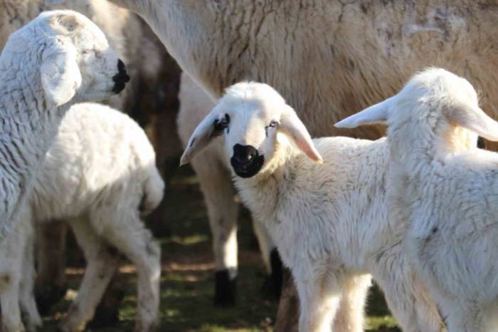 Süt Kuzularının Anneleriyle Buluşma Anı Dron İle Görüntülendi