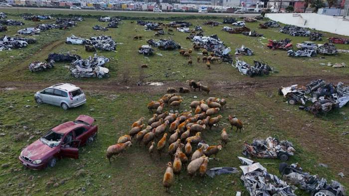 Hurda Araçların Büyük Çoğunluğunun Teslim Edildiği Araç Mezarlığı Koyunlara Otlak Oldu