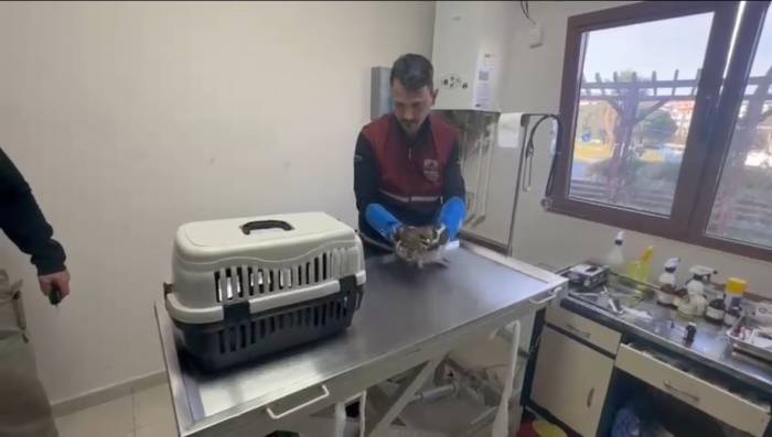 Pendik’te Tedavi Edilen Yaralı Atmaca Doğaya Dönecek