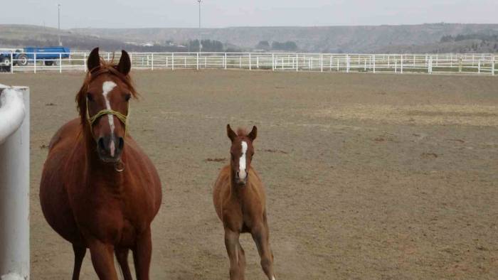 Şampiyon Adayı Taylar Dünyaya Gözlerini Açmaya Başladı