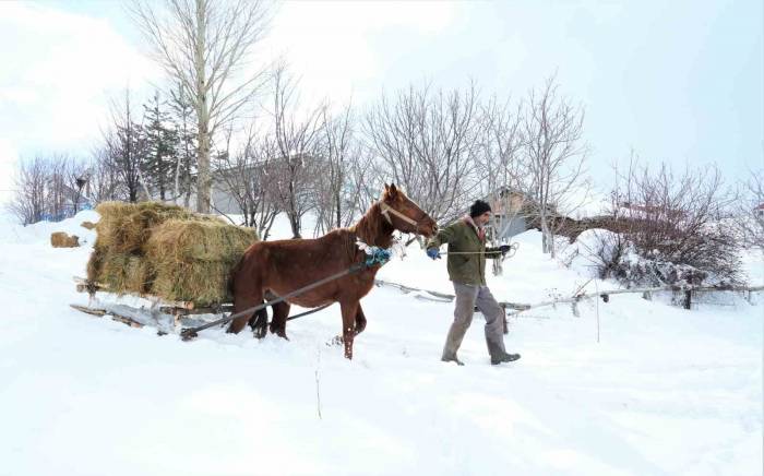Muş’ta Besicilerin İmdadına Atlı Kızaklar Yetişti