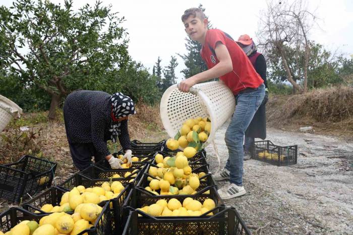 200 Bin Ton Rekolte Beklenen Limonda Çiftçiye Önemli Destek