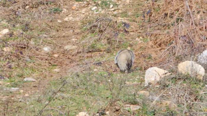 Nesli Tehlike Altında Olan Porsuk Kastamonu’da Görüntülendi
