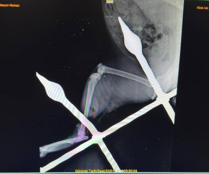 Mersin’de Saplandığı Demirden Kurtarılan Kedi Sağlığına Kavuştu