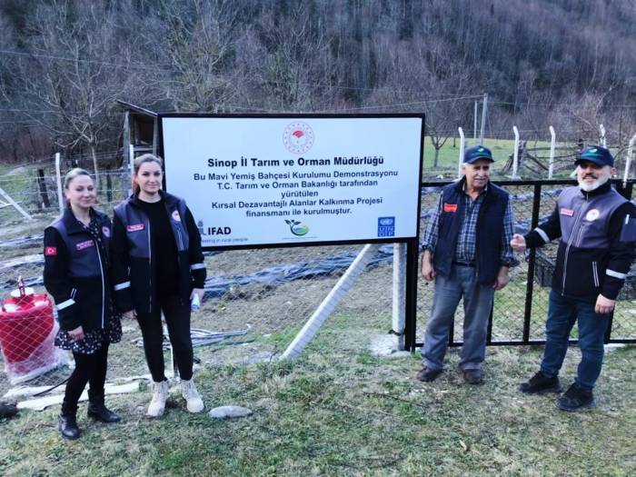 Türkeli’de Maviyemiş Ekim Alanı 43 Dekara Ulaştı